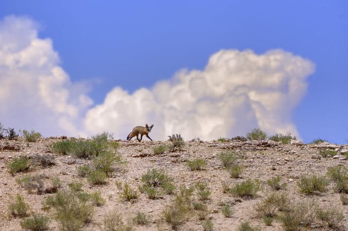 Bat-eared fox running along the skyline in the Kalahari desert