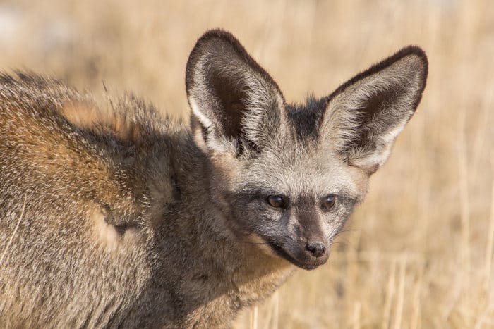 The bat-eared fox has large ears to scan the ground for insects