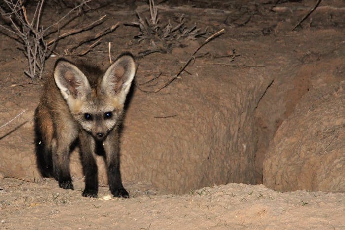 Bat-eared fox pup at the den
