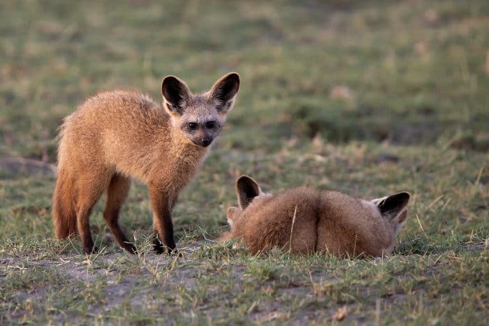 Bat-eared foxes resting in Ngorongoro Crater, Tanzania