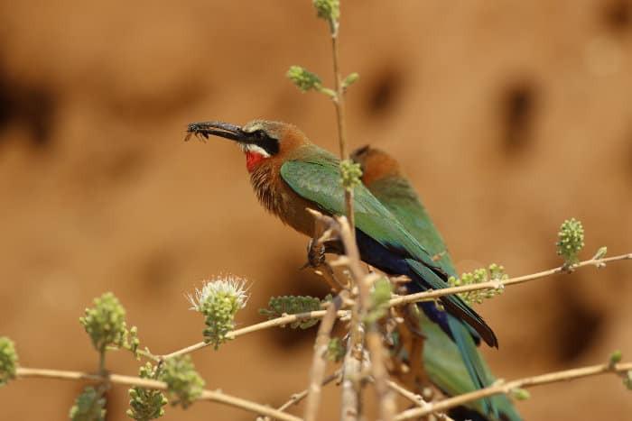 White-fronted bee-eater with his catch of the day