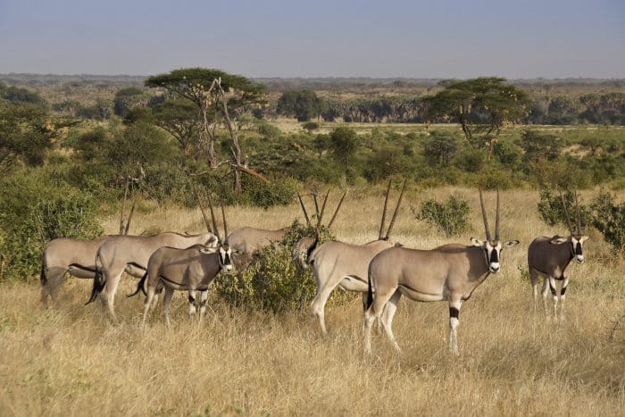 A herd of Beisa oryx in the Samburu National Reserve, Kenya