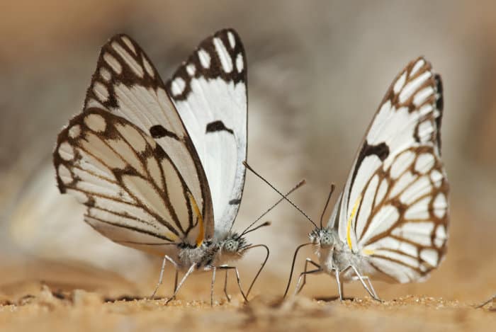Caper white butterflies (Belenois aurota) gaining moisture from the sand, Kalahari