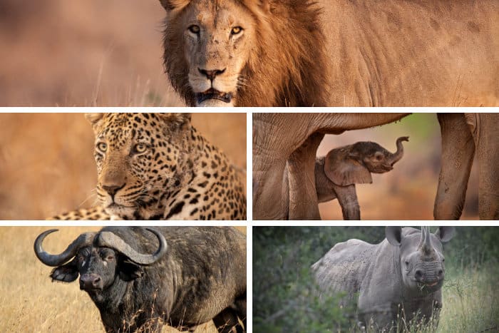 The Big Five safari animals