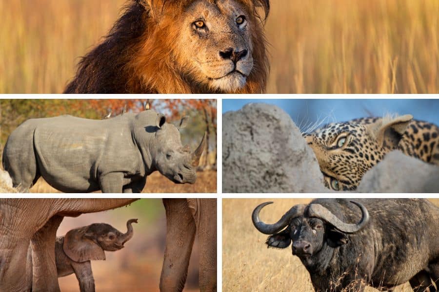 Mosaic of the big five safari animals