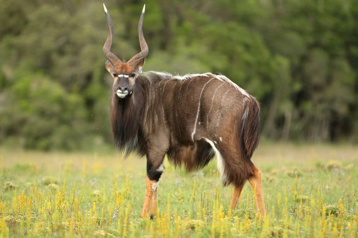 Old nyala bull with white tipped horns
