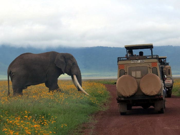 Big male tusker goes past safari vehicles in Ngorongoro Crater