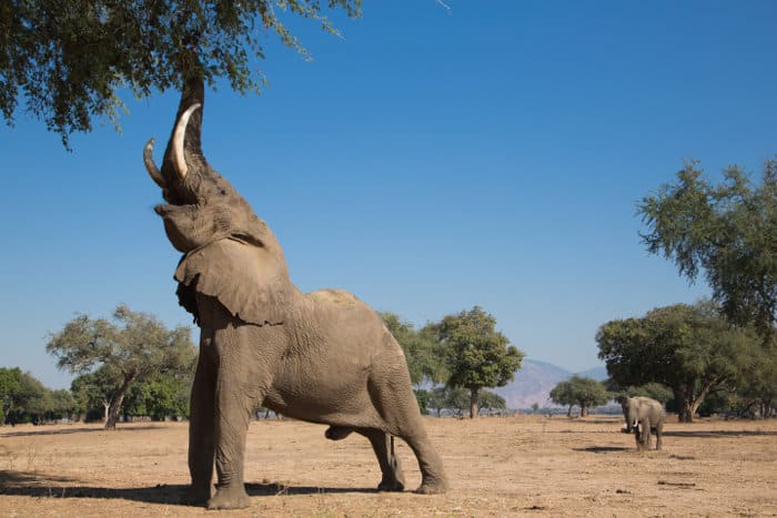Big Vic is the biggest elephant bull in Mana Pools, Zimbabwe