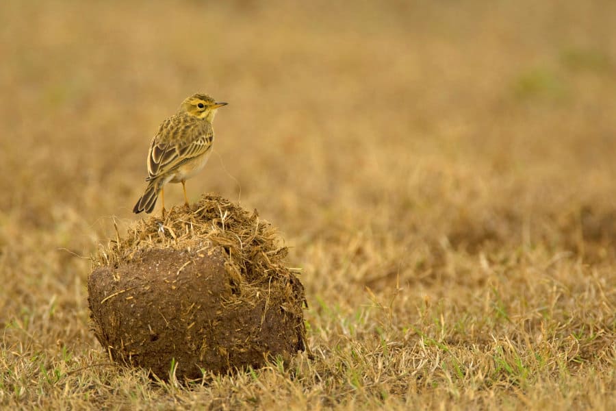 Cute African bird (pipit?) standing on elephant dung, Addo