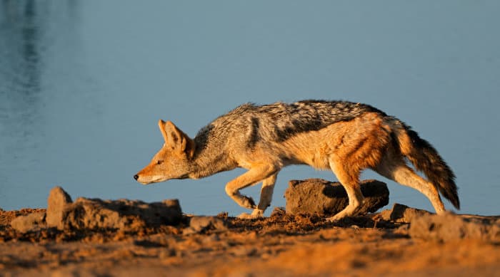 Black-backed jackal stalking, by a waterhole in Etosha