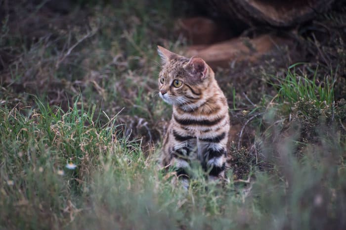 Intrigued black-footed cat