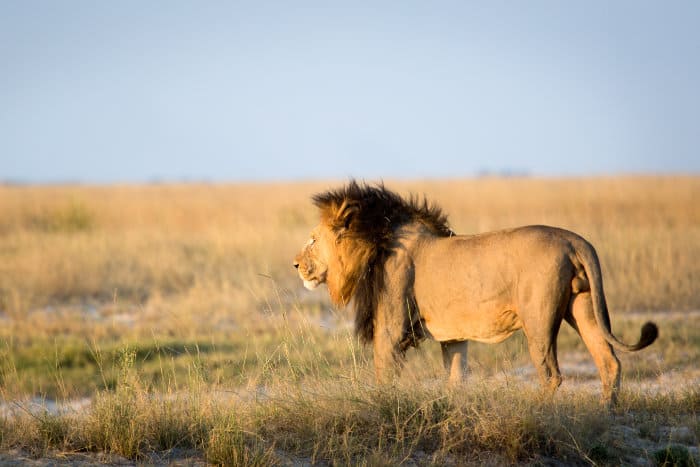 Black-maned lion in open bushveld