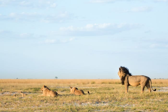 Black-maned lion and family on the open plains