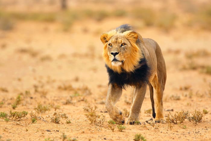 Black-maned lion in the Kalahari desert, South Africa