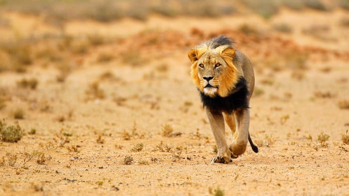 Black-maned lion walking in the Kalahari