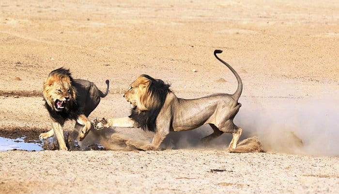 A large, dark black mane helps in a fight against another lion