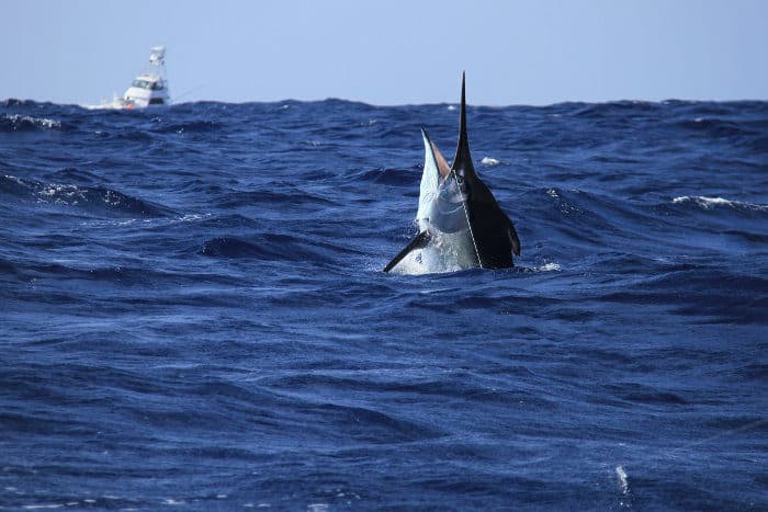 Black marlin with gameboat behind