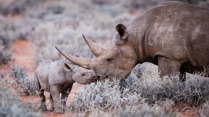 Tender moment between a black rhino and her calf