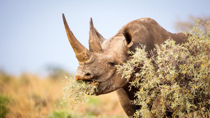 Female black rhino feeding on tasty bushes