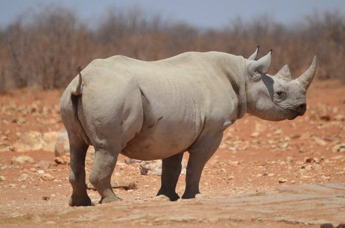 Rare black rhinoceros in Etosha, Namibia
