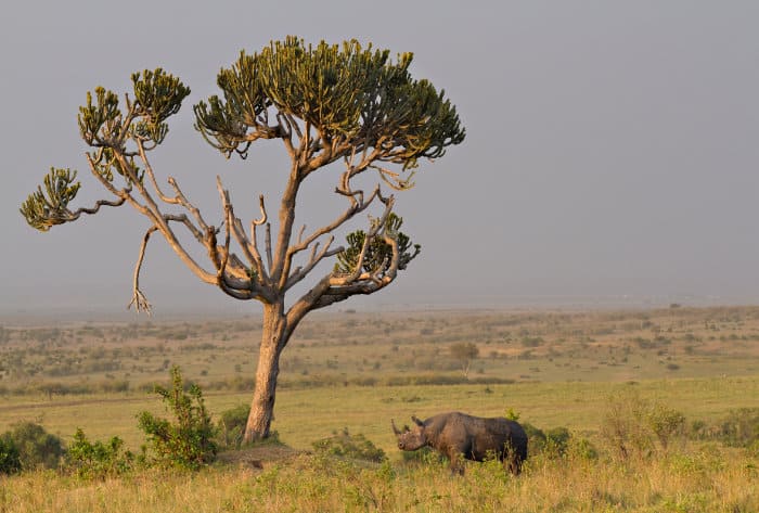 Black rhino under euphorbia tree in the Masai Mara