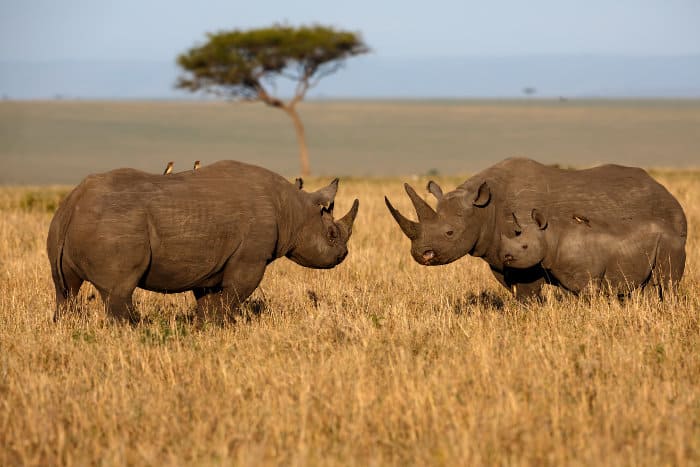 Black rhino family in the Masai Mara, Kenya