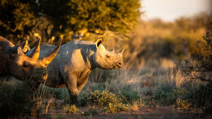 Black rhinos feeding at sunset