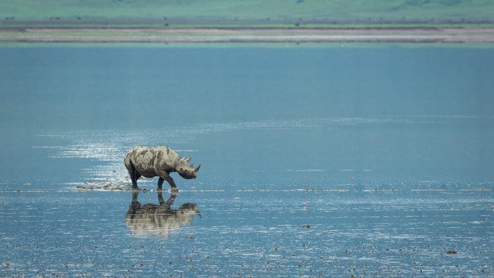 Black rhino walking across the edge of Lake Magadi in the Ngorongoro Crater, Tanzania
