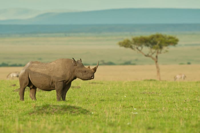 Lone black rhinoceros on the open plains of the Masai Mara