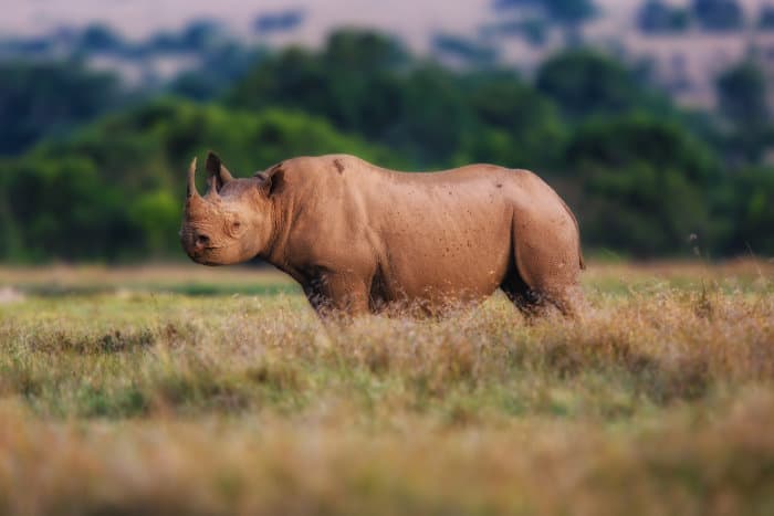 Ol Pejeta Conservancy is home to the largest concentration of black rhinos in eastern Africa, with 130 individuals