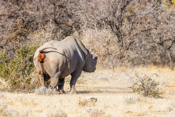 Male black rhinoceros marking its territory by pooping