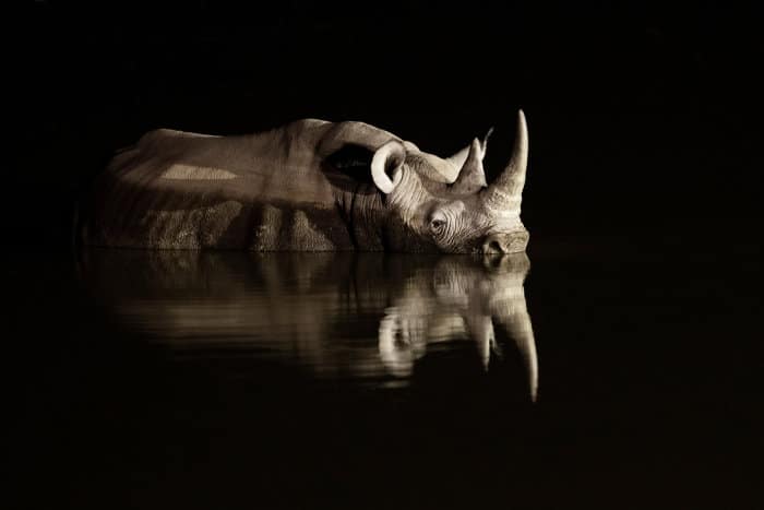 Black rhinoceros reflection at night, Namibia