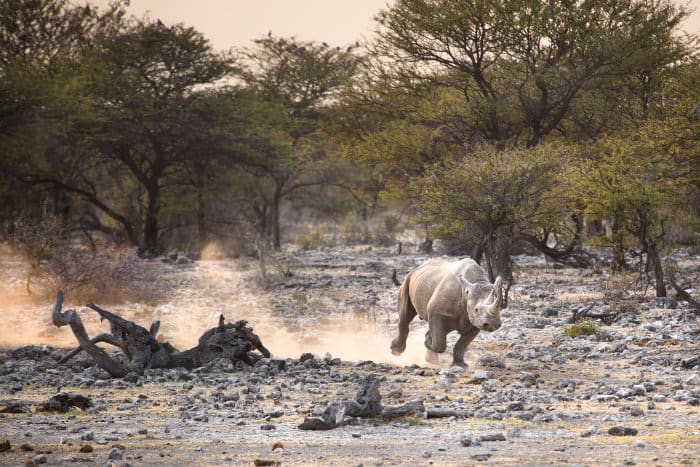Black rhino kicks up dust whilst running away in Etosha