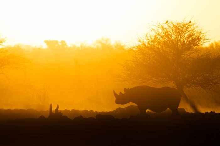 Black rhino silhouette at sunset, Etosha National Park