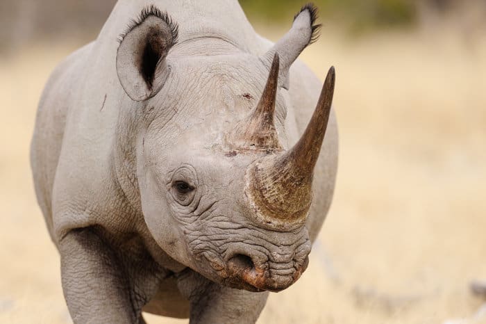 Black rhinoceros head portrait, Etosha National Park