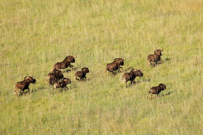 Black wildebeest pictured from above, in running motion