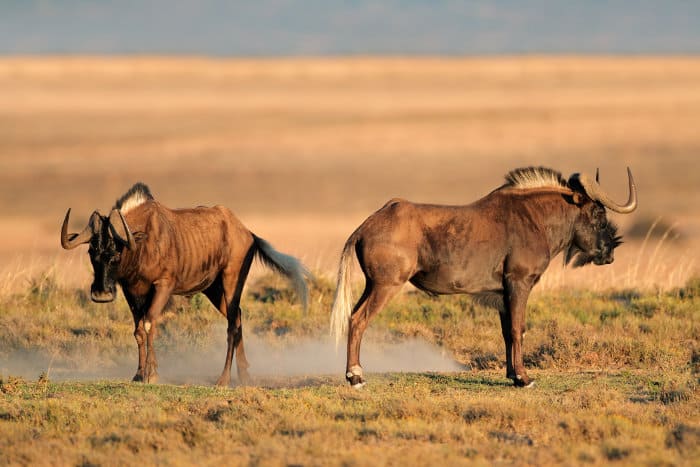 Two black wildebeest males facing opposite directions - as if they were upset with one another