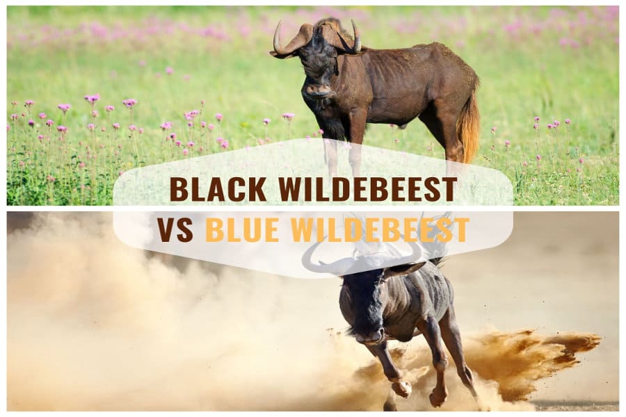Black wildebeest vs blue wildebeest - major differences between the two species