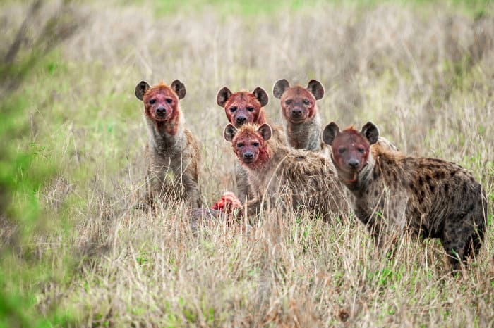 5 bloody hyena looking at the camera
