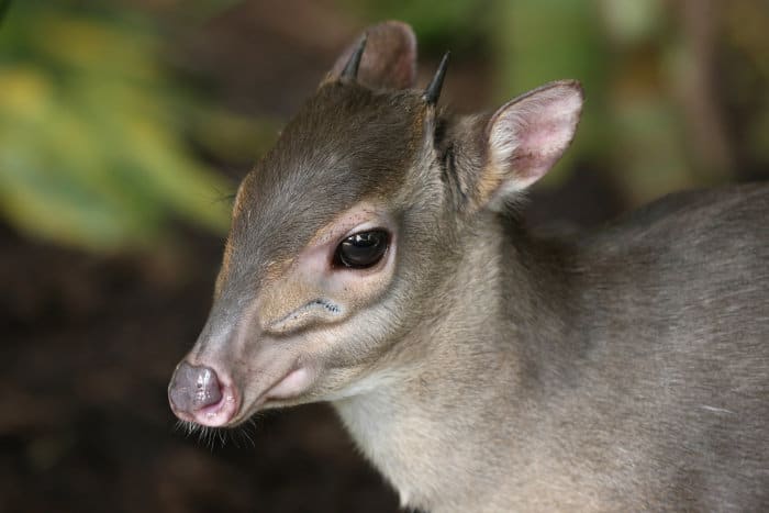 Tiny blue duiker in a forested area in South Africa