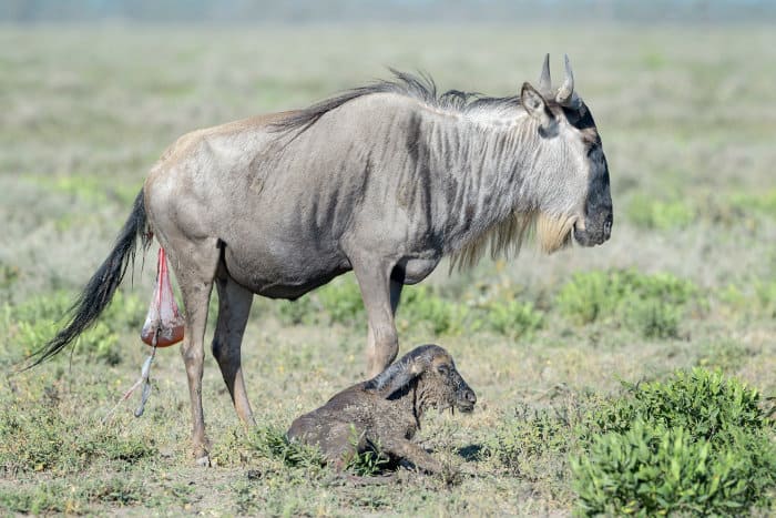 Blue wildebeest and her newly born calf, Ngorongoro Conservation Area, Tanzania