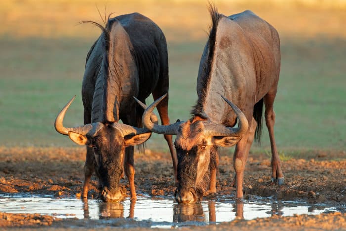 Blue wildebeest drinking at a local waterhole, Kalahari