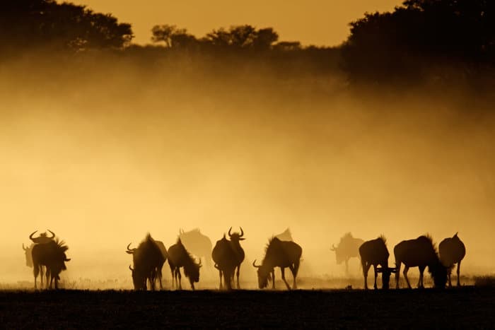 Blue wildebeest silhouettes in dust at sunrise, Kalahari desert, South Africa