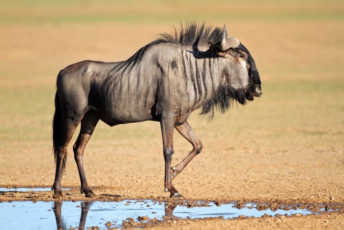 Blue wildebeest at a local waterhole in the Kalahari, South Africa