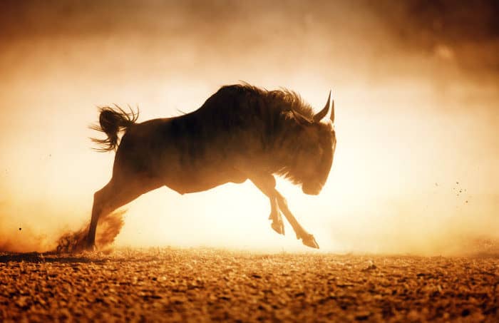 Blue wildebeest running in dust in the Kalahari desert