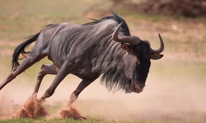 Blue wildebeest running at full speed