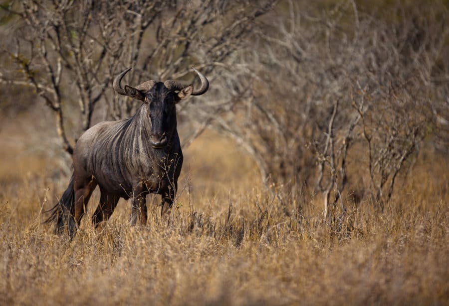 Blue wildebeest portrait, posing in the bush
