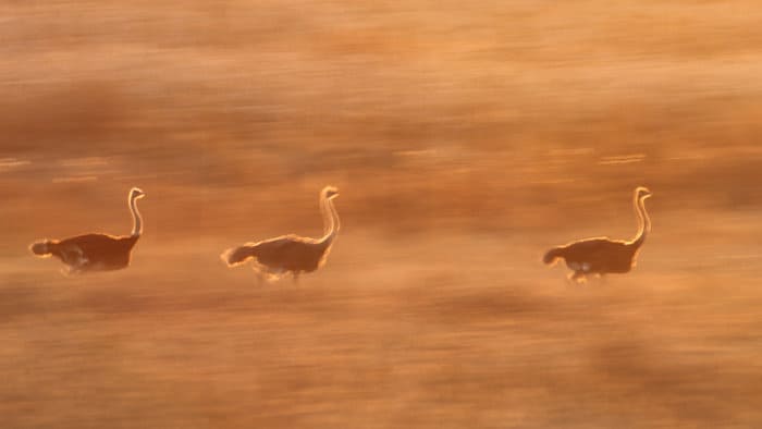 Blurred ostriches at sunset, in running motion