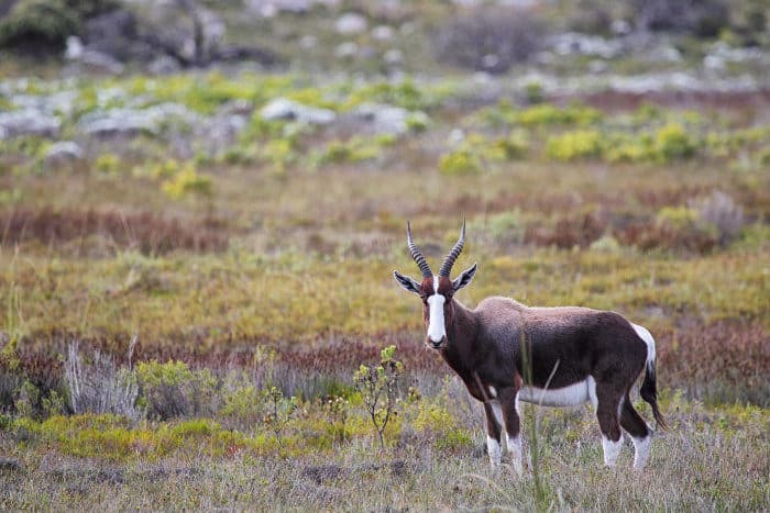 Bontebok antelope in Table Mountain National Park