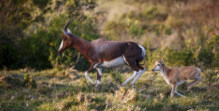 A very young bontebok calf runs behind its mother to safety